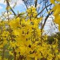 Forsythia x intermedia 'Minigold' P9
